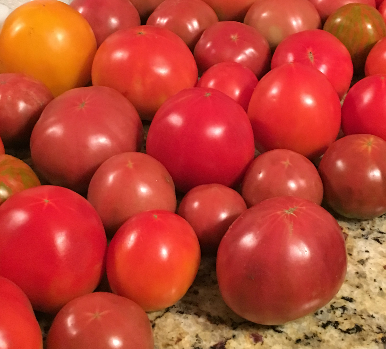 Tomato | Home & Garden Information Center
