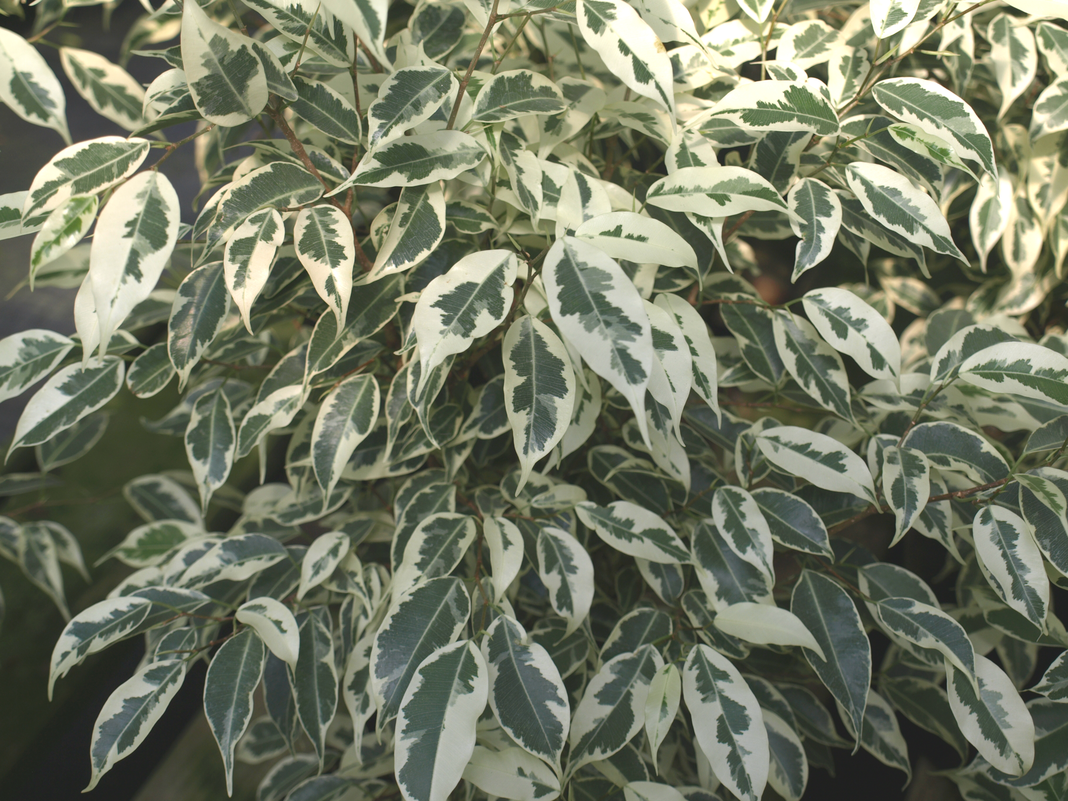 Weeping Ficus | Home & Garden Information Center