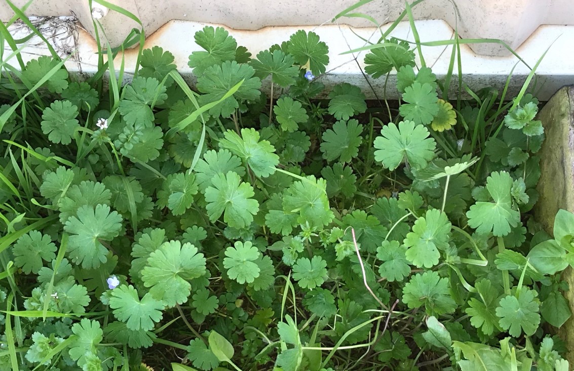 Carolina Geranium | Home & Garden Information Center