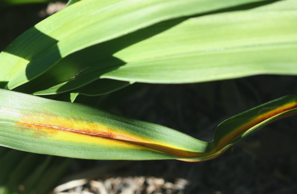 Daylily Diseases & Insect Pests | Home & Garden Information Center