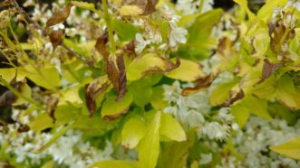 The leaves and tender shoots of deutzia subjected to freezing temperatures or chilling damage will appear water-soaked and wilted.