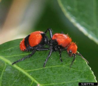Figure 1. Dasymutilla occidentalis, the eastern velvet ant.