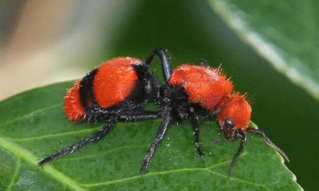 Velvet Ants