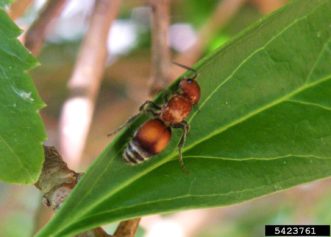 Figure 2. Pseudomotheca oculatus, another velvet ant species found in the southeastern U.S.