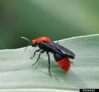 Figure 3. Velvet ant males typically have black wings.