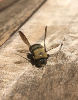 Male Carpenter Bee (notice white/yellow marking on head between eyes) Kerrie Roach, ©2020, Clemson Extension
