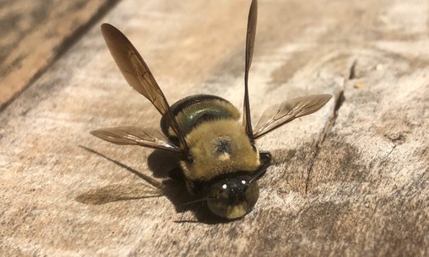 Carpenter Bees