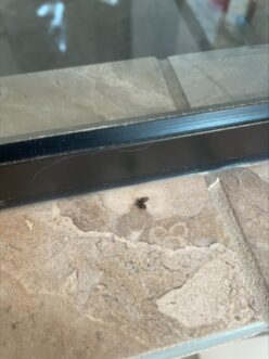Adult moth flies resting near a sink or shower drain