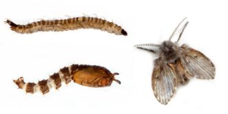 Moth fly larva, pupa, and adult shown side-by-side for comparison.