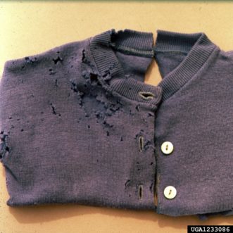 Shirt damaged by a black carpet beetle (Attagenus unicolor) ©Clemson University – USDA Cooperative Extension Slide Series, Bugwood.org