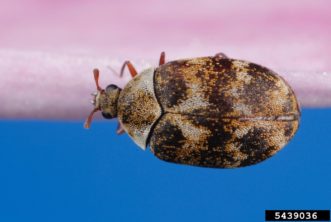The adult varied carpet beetle (Anthrenus verbasci) is one of the most common carpet beetles found in homes. ©Joseph Berger, Bugwood.org