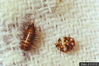 The larva (left) and adult (right) of the furniture carpet beetle (Anthrenus flavipes) is another common household pest. © Clemson University - USDA Cooperative Extension Slide Series, Bugwood.org