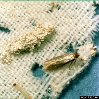 Webbing clothes moth (Tineola bisselliella) © Clemson University – USDA Cooperative Extension Slide Series, Bugwood.org