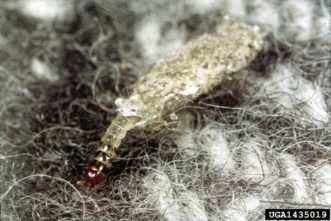 Casemaking clothes moth larva (Tinea pellionella). Notice the case it has made from the infested material.