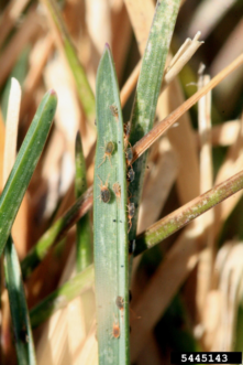 Clover mites clustering on the grass. Notice the bronze appearance of the grass. Whitney Cranshaw, ©Colorado State University, Bugwood.org