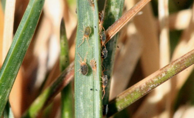 Clover Mites