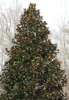 Southern magnolia (Magnolia grandiflora) cultivars vary in mature size from 20 to 80 feet tall.