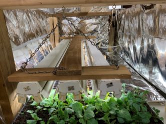 A grow light set up like this can be made for around $75, which is much cheaper than purchased transplants or a miniature greenhouse. Zack Snipes, ©2020, Clemson Extension