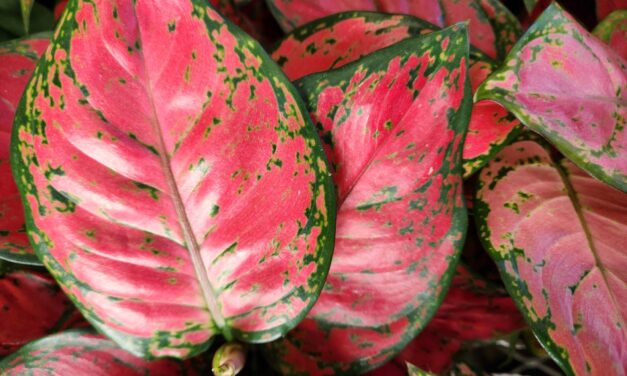 Chinese Evergreen (<em>Aglaonema</em>) Care, Cultivation & Growing Guide