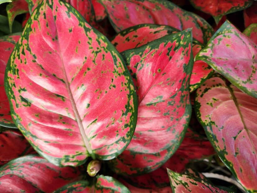 Chinese Evergreen (Aglaonema) Care, Cultivation & Growing Guide | Home &  Garden Information Center