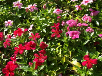 Annual vinca or periwinkle (Catharanthus roseus) is a popular summer flower for hot, sunny flower beds.