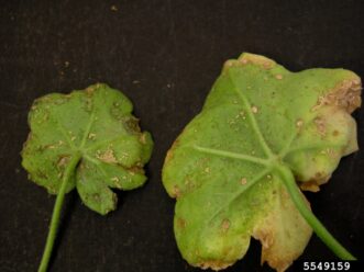 Close-up of geranium leaf showing corky, raised edema spots caused by overwatering.