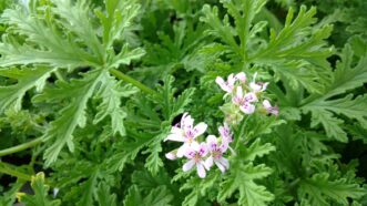 Close-up of mosquito geranium plant with deeply divided green leaves used for fragrance.