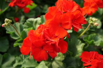 Close-up view of zonal geranium flowers in shades of pink, red, salmon, and white.