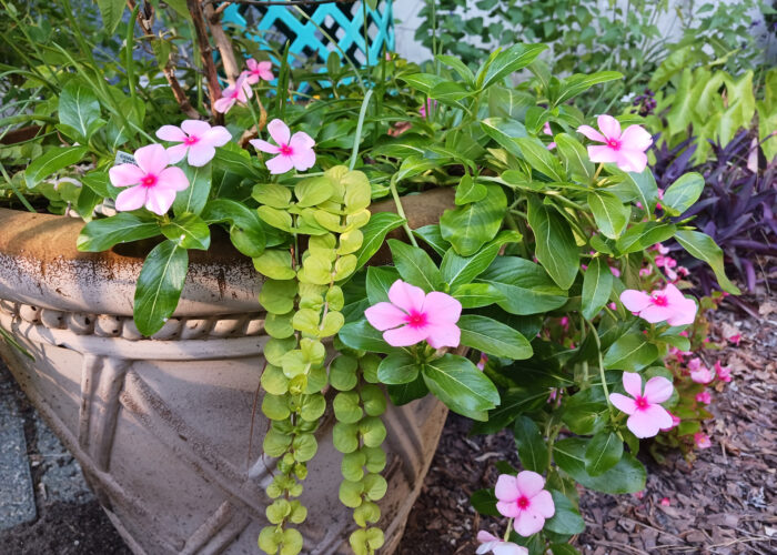 Cora® XDR Cascade Strawberry Vinca has showy shell-pink flowers and a cascading growth habit.