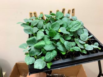 Eight varieties of cabbage ready to be put in the garden. Zack Snipes, ©2020, Clemson Extension