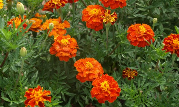 How to Grow and Care for Marigolds in South Carolina