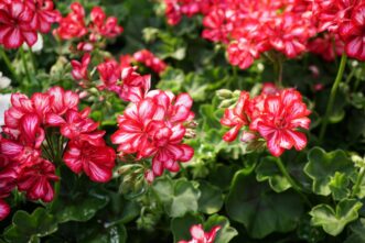 Ivy-leaf geranium with ivy-shaped green leaves.