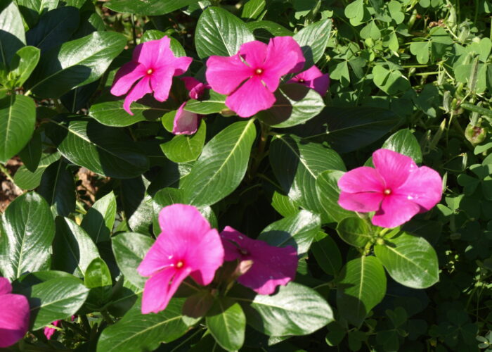 Mediterranean Lilac Vinca has a trailing growth habit and showy lilac flowers with small, darker eyes.