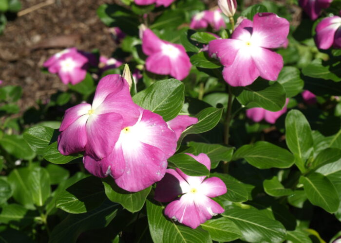 Mega Bloom® Pink Halo Vinca has large, soft pink flowers with distinctive white eyes.