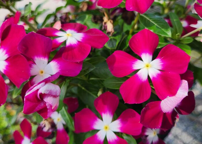 Pacifica Burgundy Halo Vinca has bi-colored vivid burgundy blooms with large white eyes.