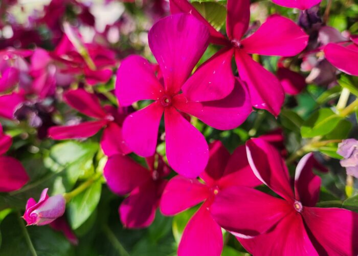 Pacifica Burgundy Vinca is an upright grower with burgundy blooms with darker burgundy eyes.
