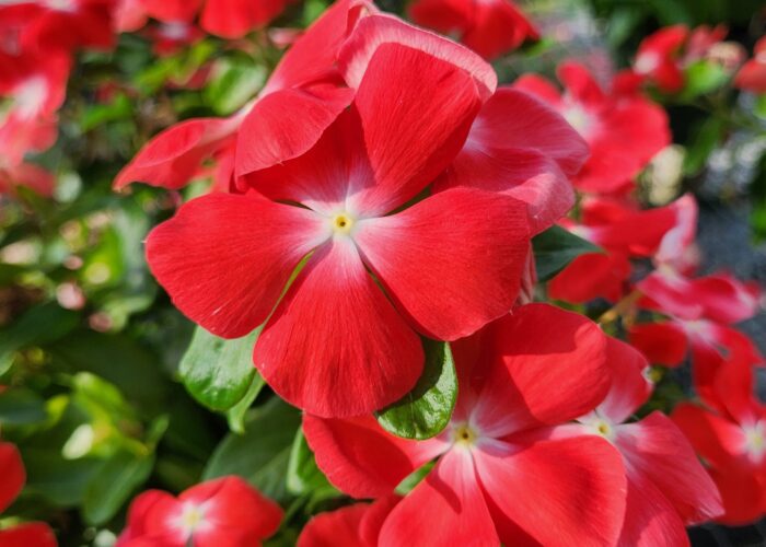 Pacifica Orange Vinca has large two-inch scarlet-orange flowers and small white eyes.