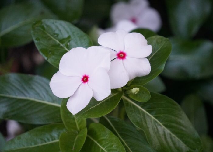 Pacifica Polka Dot Vinca has an upright growth habit and large white flowers with red eyes.