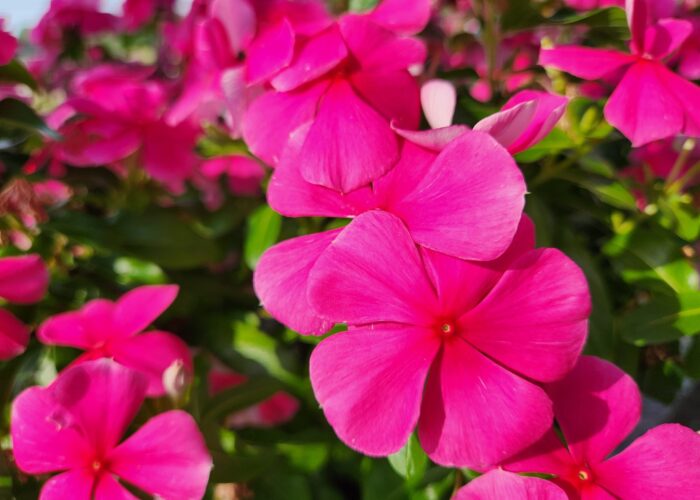 Pacifica Punch Vinca has two-inch rose-pink flowers with dark pink eyes.