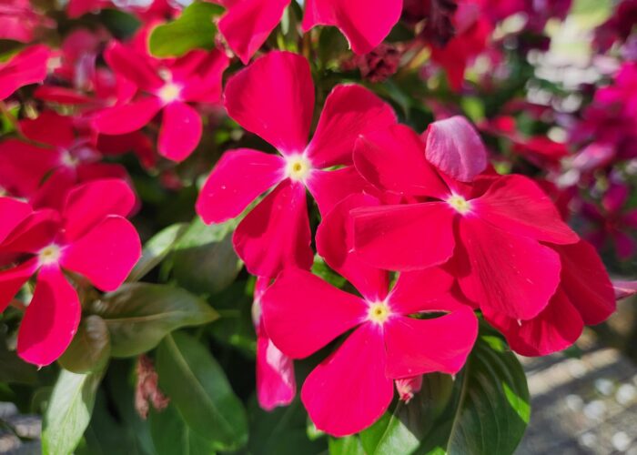 Pacifica Really Red Vinca has bright red flowers with small white eyes.
