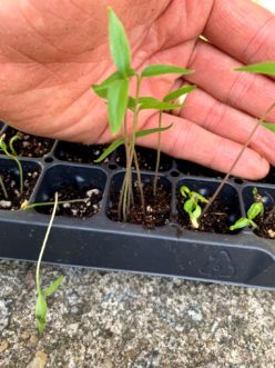 Plants grown with improper light become leggy and unproductive. Zack Snipes, ©2020, Clemson Extension