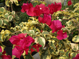 ‘Raspberry Ice’ Bougainvillea (Bougainvillea ‘Raspberry Ice’).
