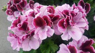 Regal geranium with large, colorful flowers and rounded green leaves.