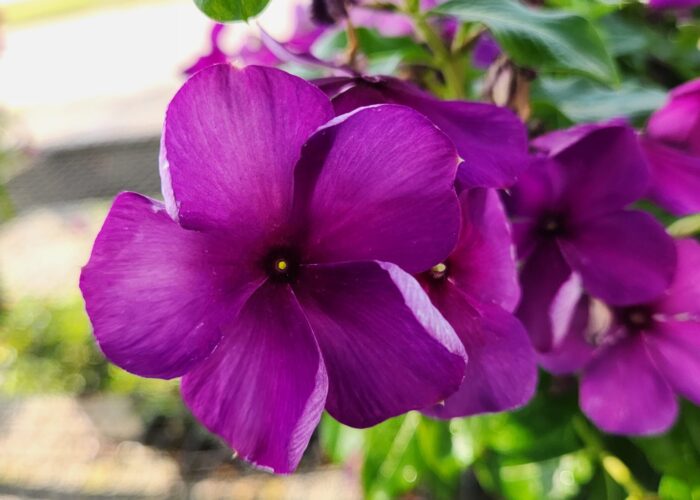 Tattoo™ Blueberry Vinca is a compact grower and has vibrant purple flowers that are streaked with dark purple.