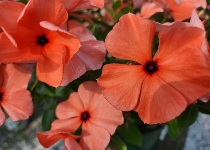 Tattoo™ Orange Vinca has orange flowers streaked with dark blackish-purple and dark eyes.