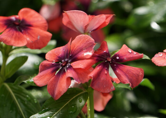 Tattoo™ Papaya Vinca has large, salmon-orange blooms with dark purple streaks and large dark purple eyes.
