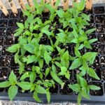 Starting Seeds Indoors