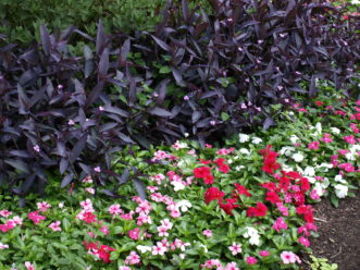 Vinca brightens a border when planted with Purple Heart (Tradescantia pallida).