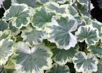 Zonal geranium plant with green leaves edged in white.