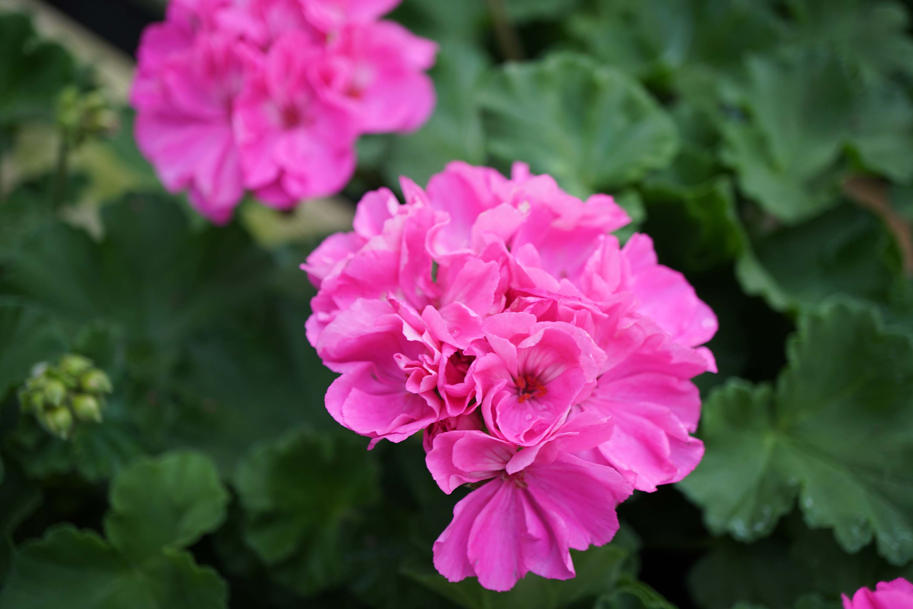 Geraniums In Hanging Baskets